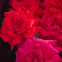 Букет с французскими розами Сказочный Закат - с доставкой по Минску - миниатюра