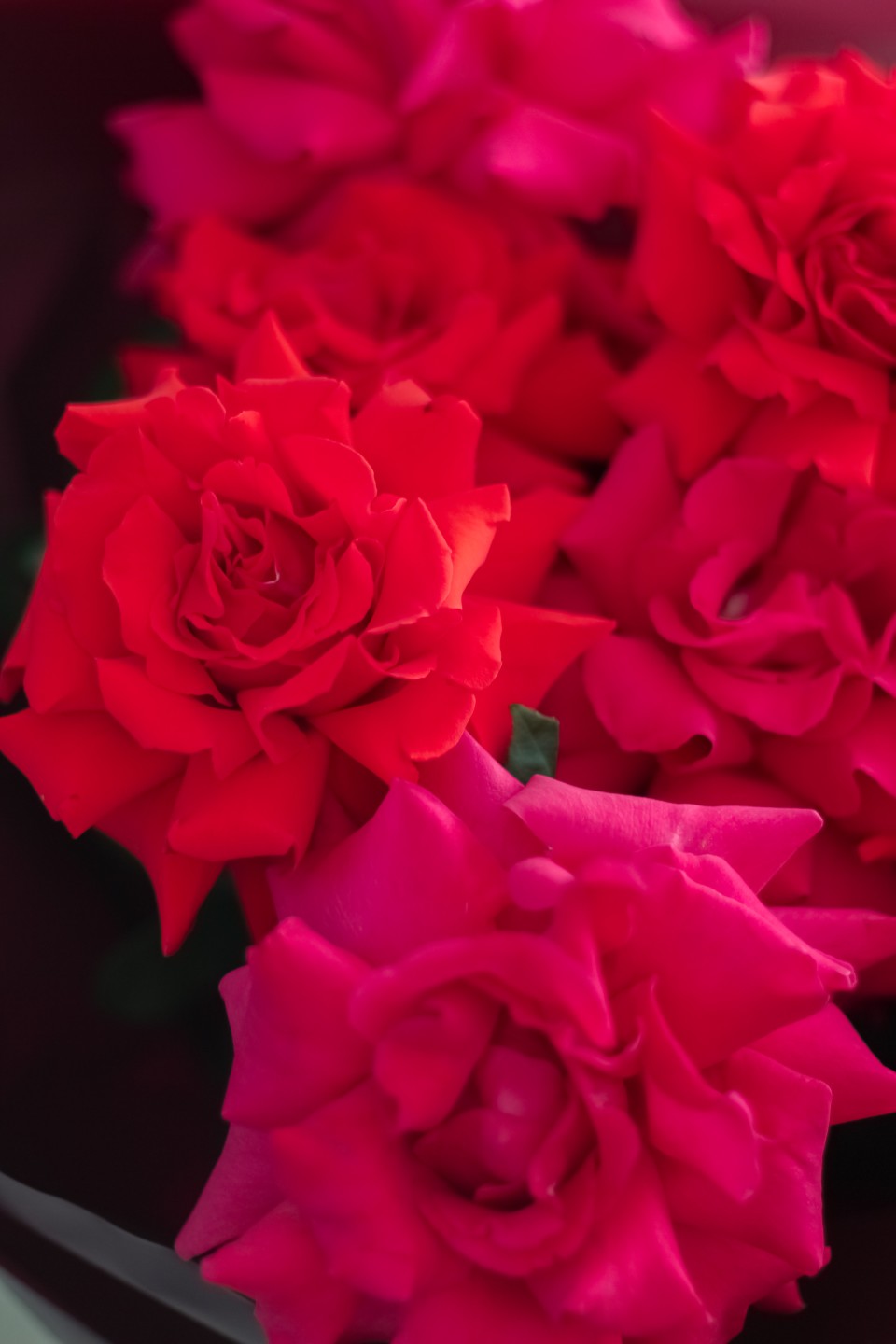 Букет с французскими розами Сказочный Закат - с доставкой по Минску