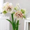 Амариллис Нимф - миниатюра