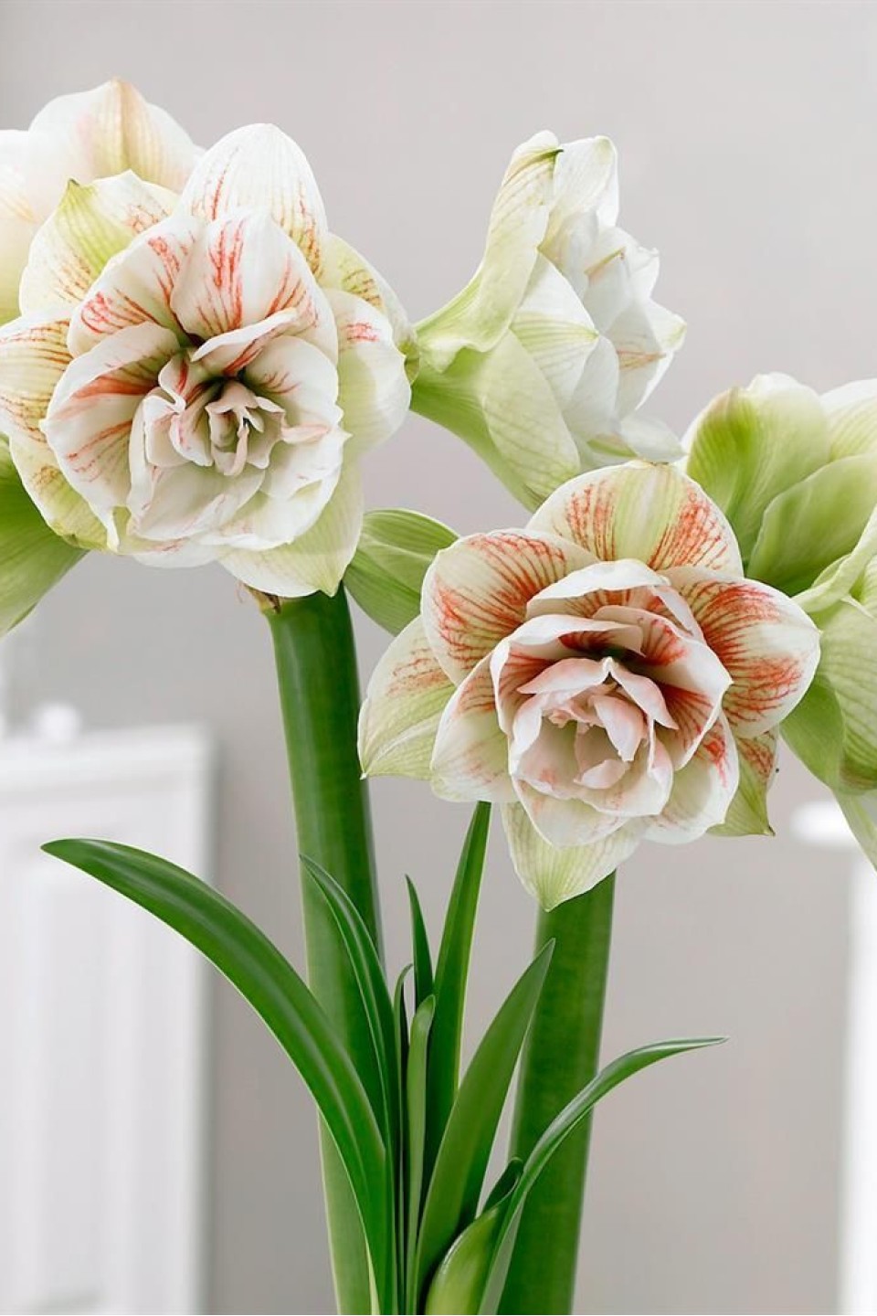 Амариллис Нимф