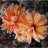 Альстромерии Альстромерии