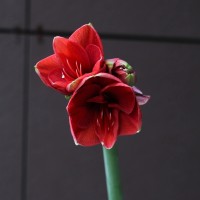 Амариллисы Амариллисы