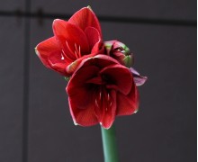 Амариллисы