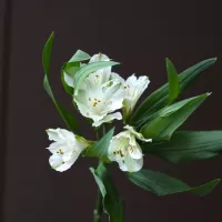 Альстромерии поштучно Альстромерии поштучно