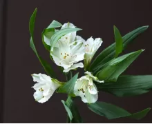 Альстромерии