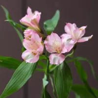 Альстромерии Альстромерии