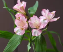 Альстромерии