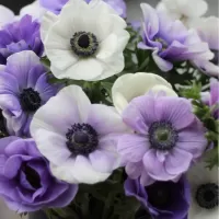 Анемоны