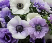 Анемоны