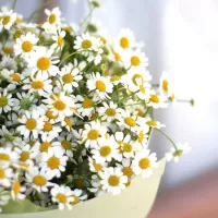 Букеты из ромашек Букеты из ромашек