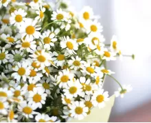 Букеты из ромашек