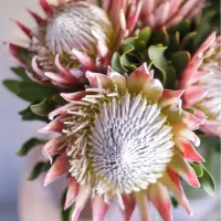 Экзотические цветы поштучно Экзотические цветы поштучно