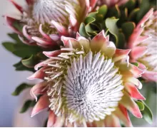 Экзотические цветы