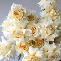 Французские розы