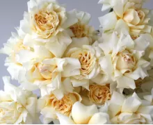 Французские розы