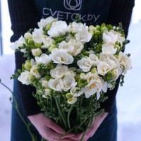 Фрезии Фрезии