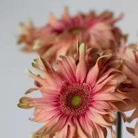 Герберы поштучно Герберы поштучно