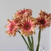 Герберы Герберы