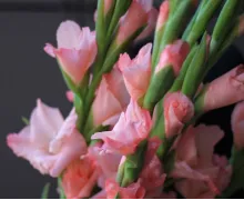 Гладиолусы
