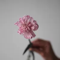 Гвоздики поштучно