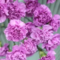 Гвоздики Гвоздики