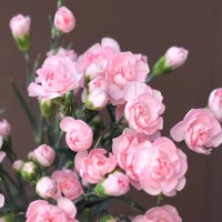 Гвоздики шабо