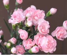 Гвоздики шабо