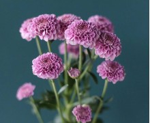 Хризантемы