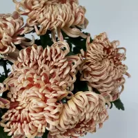 Хризантемы