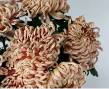 Хризантемы