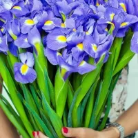 Ирисы Ирисы