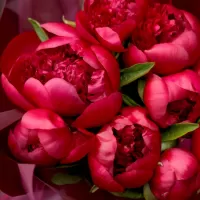 Красные пионы