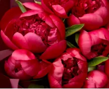 Красные пионы