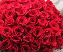 Красные и бордовые розы