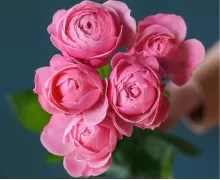 Кустовые розы