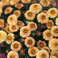 Кустовые хризантемы