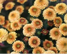 Кустовые хризантемы