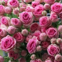 Кустовые розы Кустовые розы