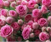 Кустовые розы