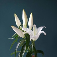 Лилии поштучно