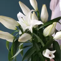 Лилии Лилии
