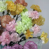 Одиночные гвоздики