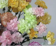 Одиночные гвоздики