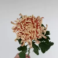 Одиночные хризантемы