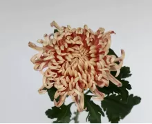 Одиночные хризантемы