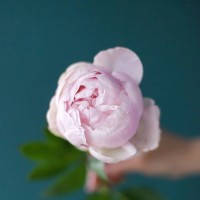 Пионы поштучно