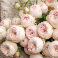 Пионовидные розы Пионовидные розы