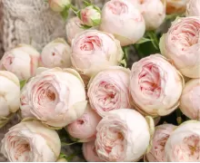 Пионовидные розы