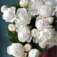 Пионы Пионы