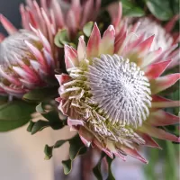 Протеи Протеи